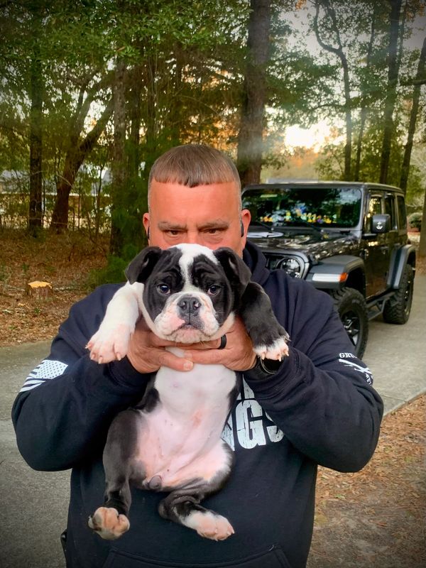 Bulldog for sale in Pensacola Fl