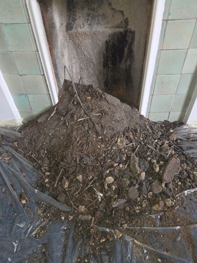 Massive nest and debries removed