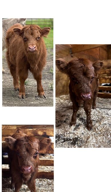 Bam Bam is out of our Black cow Diamond. He is currently on a bottle and will be sold as a steer onl