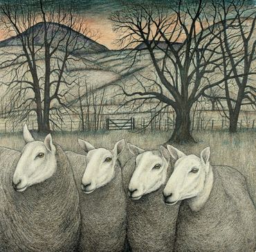 Welsh Mule Ewes, 59 x 59 cm approx.