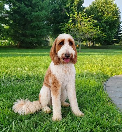 Brown and white dog sitting on grass.