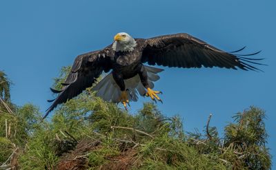 a bald eagle leaves her nest to forage