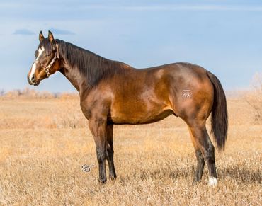 C4 A Darknight, stud horse by Darkelly.