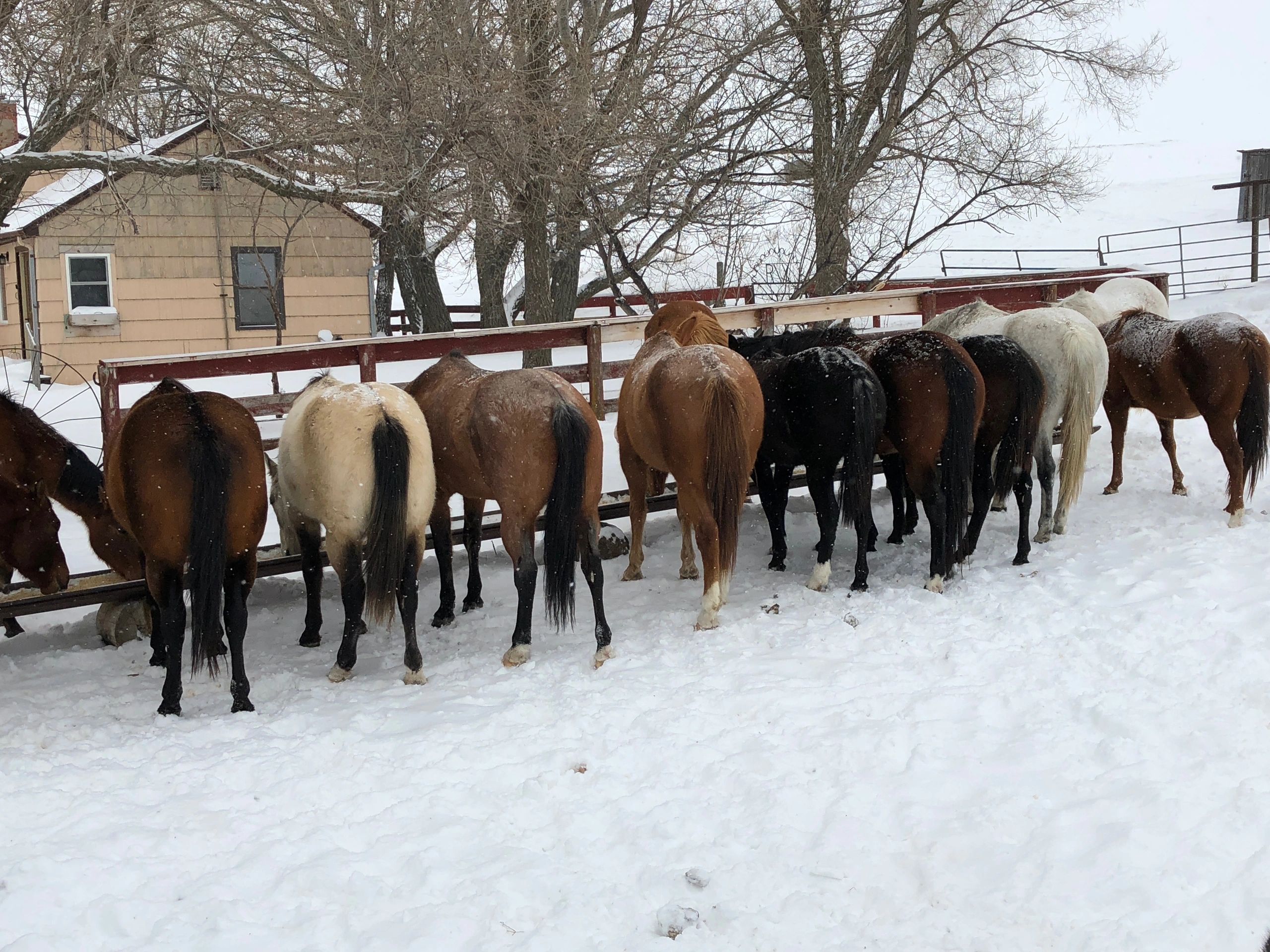 Horses came in for a bucket of oats on this chilly winter day.