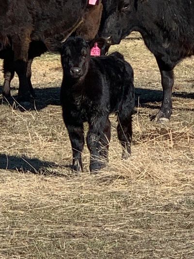 A newly born black Angus calf.