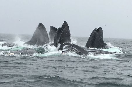 Whale Watching Prince Rupert Fishing Charters- Black Tide Adventures