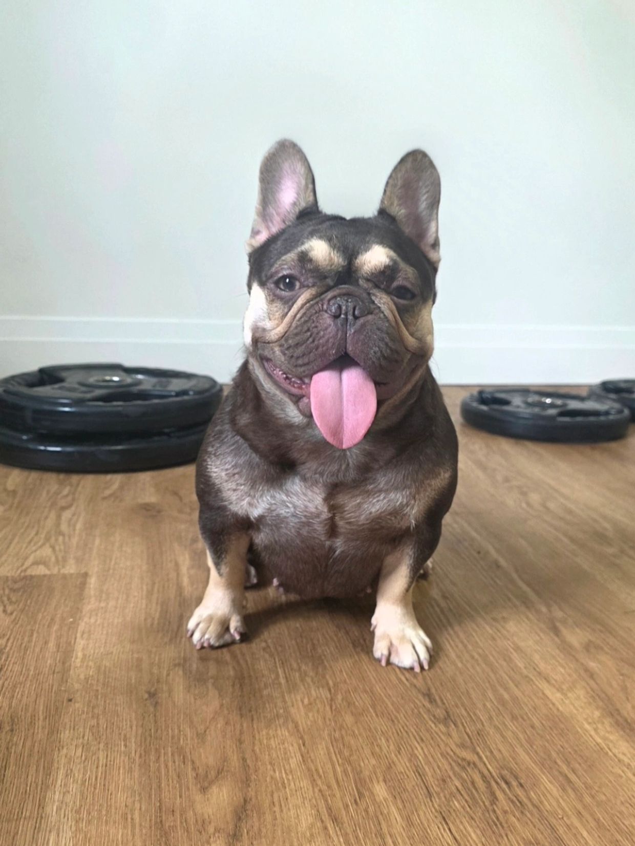 Happy French Bulldog with tongue out indoors.