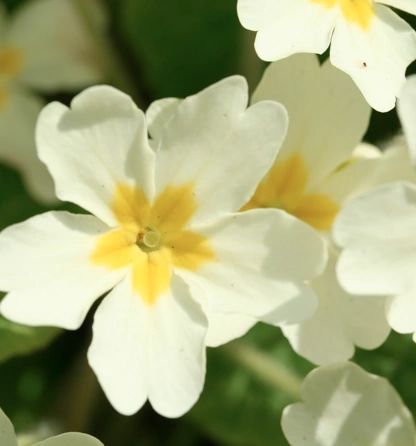 image261
