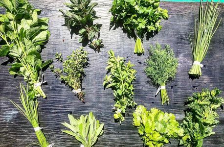 We Grow Herbs