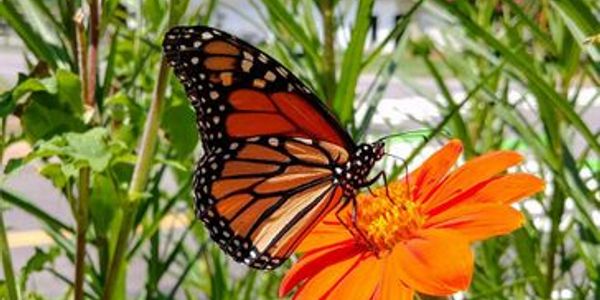 Monarch Butterfly on a bright orange tithonia flower