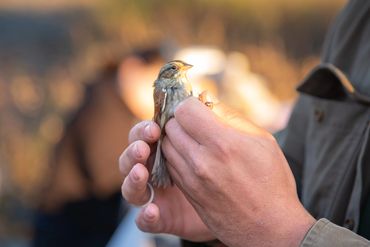 Bergen County Audubon Society (BCAS) Birding Festival