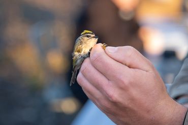 Bergen County Audubon Society (BCAS) Birding Festival