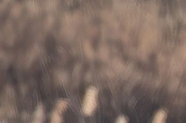 Bergen County Audubon Society (BCAS) Birding Festival