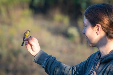 Bergen County Audubon Society (BCAS) Birding Festival