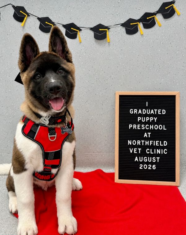 Puppy graduates from preschool at vet clinic.
