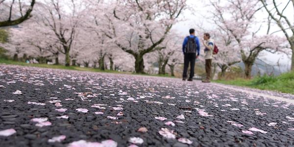Private Tour Guide in Kyoto
Enjoying the Sakura cherry blossom