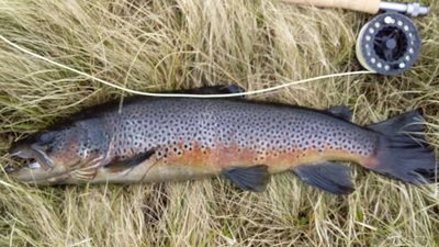 Large wild brown trout from South Zone loch.