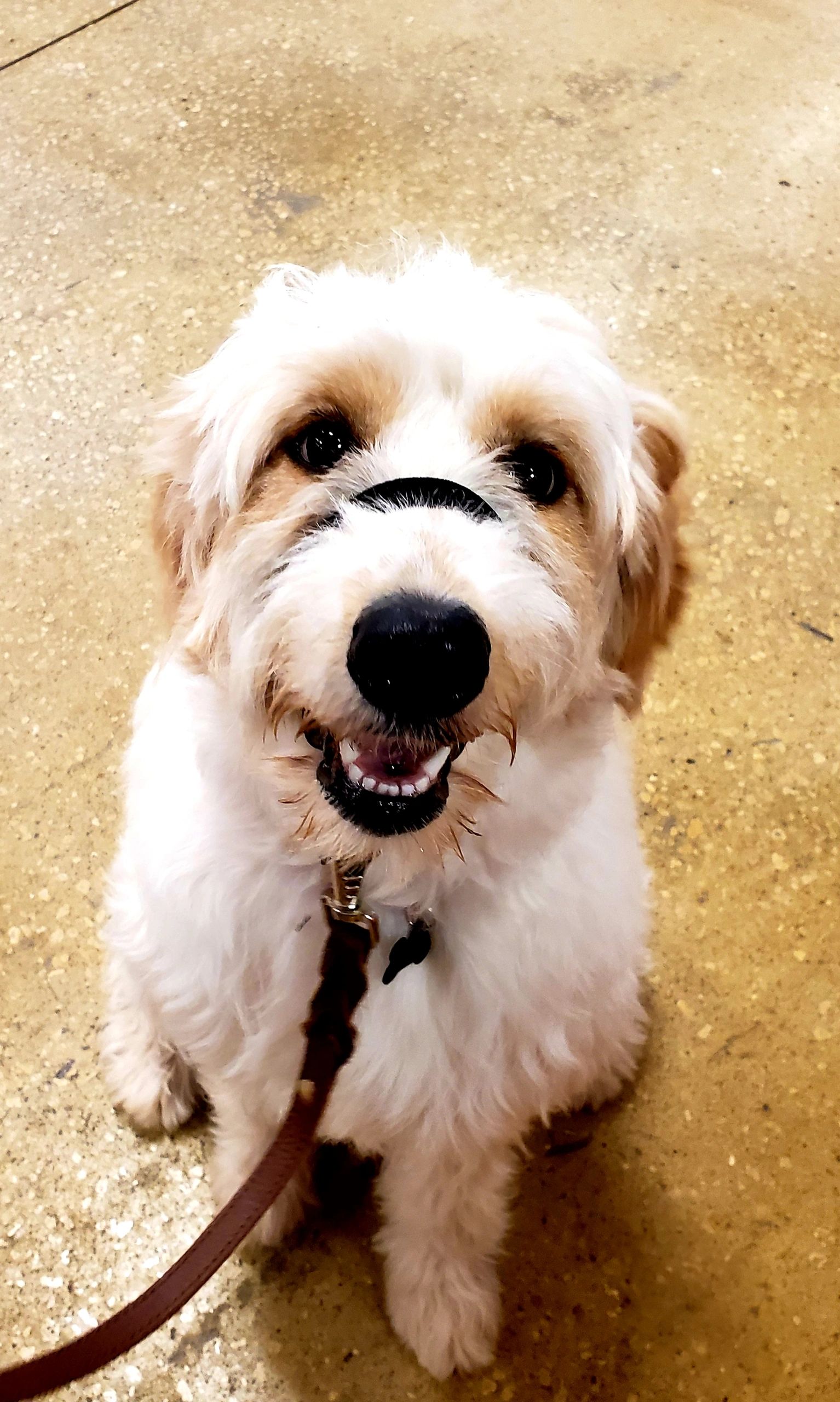 Mobility and PTSD Service Dog Flora looks happy.