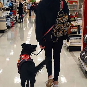 Seizure Alert and PTSD Service Dog Kenzie working at Target.