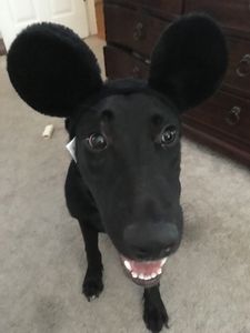 Mickey (Seizure Alert Service Dog) Milo!