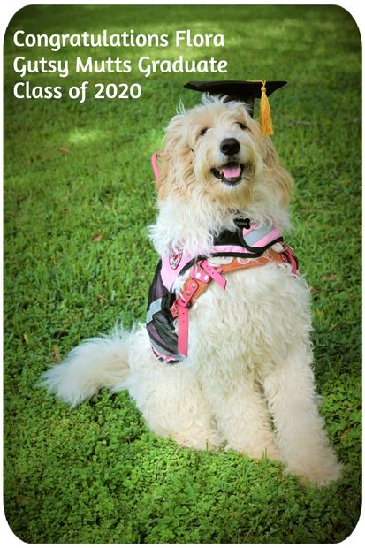 Service Dog Flora the graduate. She is a mobility and PTSD Service Dog.