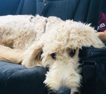 Boomer relaxing. Service dog work is tiring!