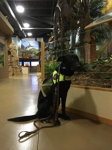 Seizure Alert Service Dog Milo at a dinosaur museum.