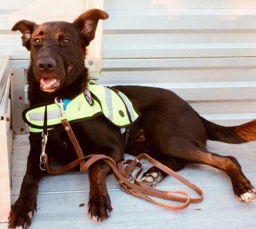 Seizure Alert Service Dog Milo watching the soccer game.