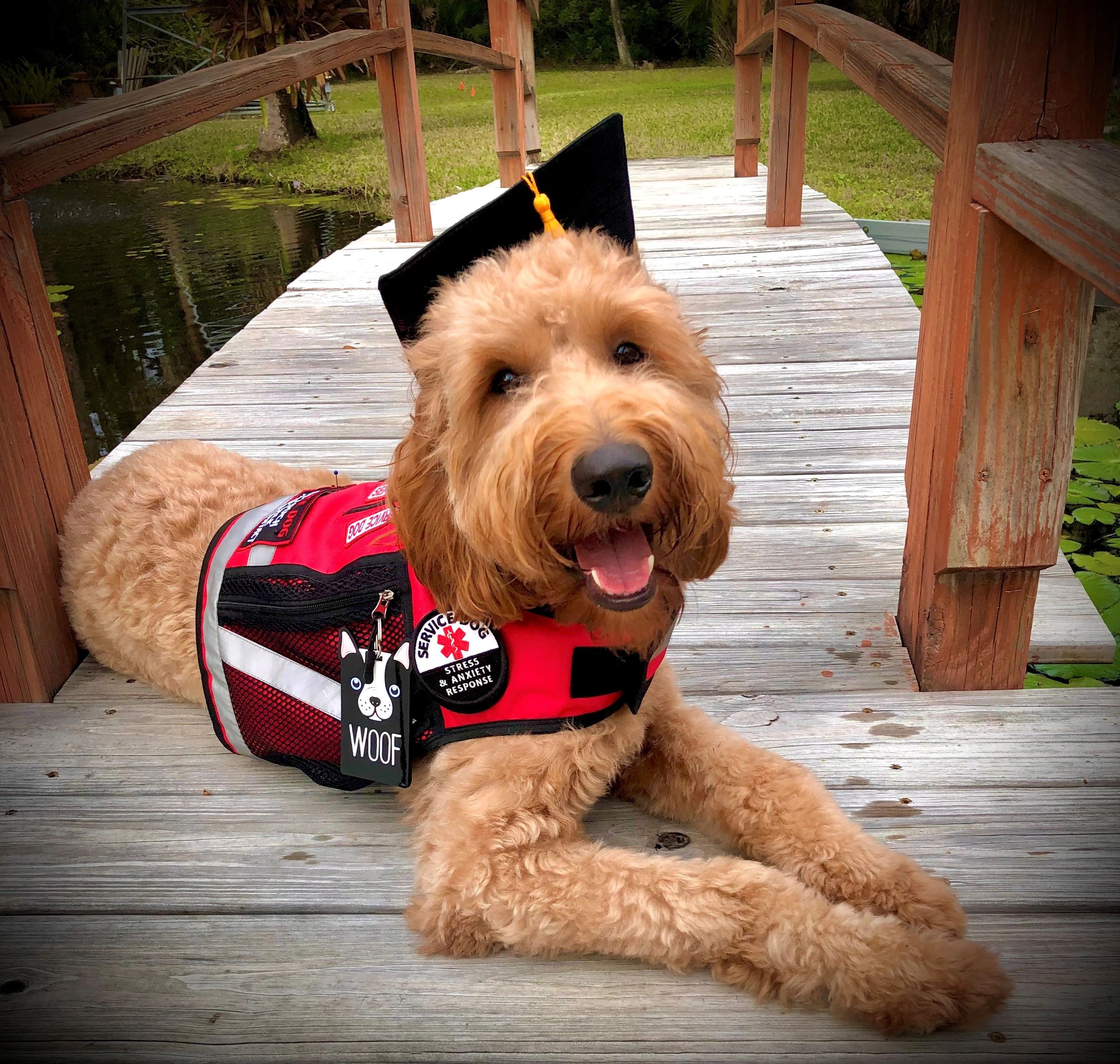 Finn West the PTSD Service Dog graduate.