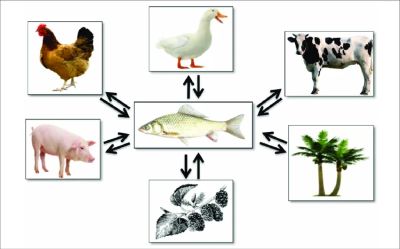Diagram showing interactions between a fish, animals, and plants.