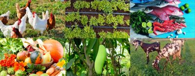 Collage of farm produce and animals including chickens, vegetables, fish, fruits, gourd, and goats.