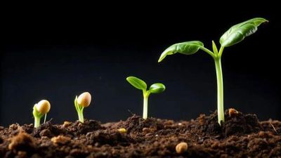 Seedlings growing progressively from soil.
