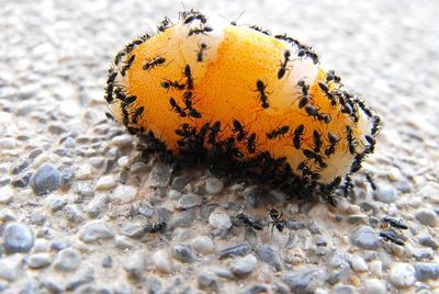 Ant Control Eastern Suburbs