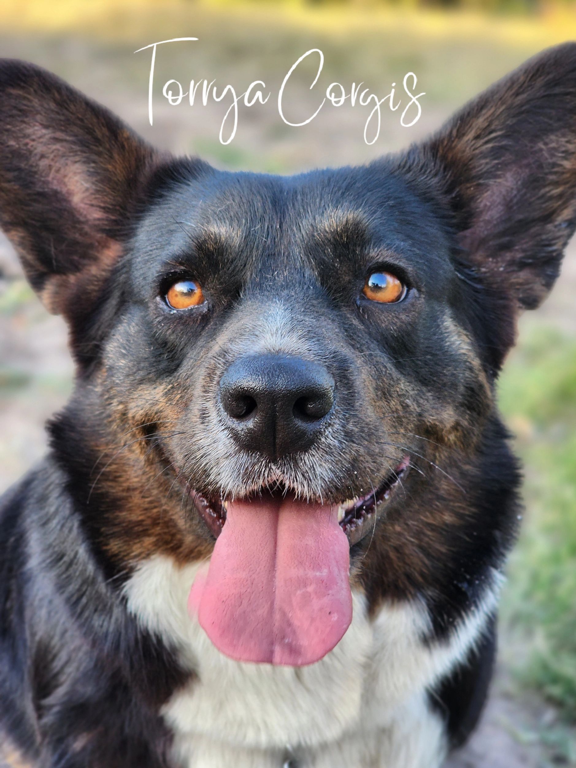 Black tricolour Cardigan Welsh Corgi portrait – Torrya Corgis