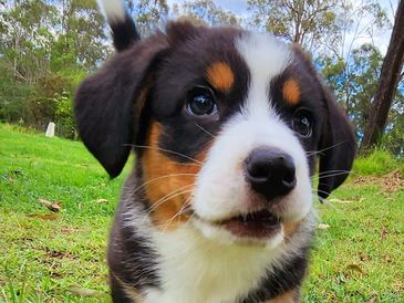 Happy Cardigan Welsh Corgi puppy from ANKC-registered breeder Torrya Corgis in Brisbane, Queensland.