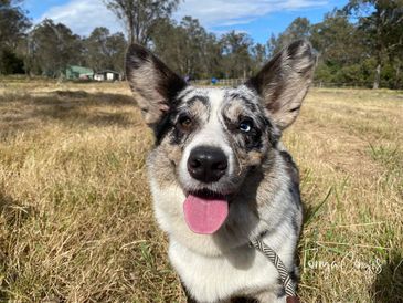 Blue merle Cardigan Welsh Corgi smiling outdoors in Australia