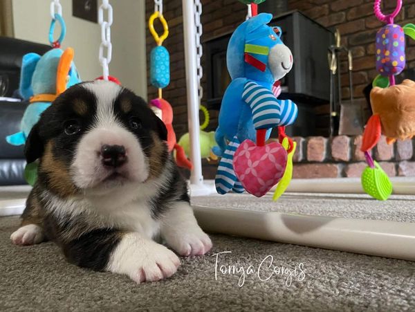 Welsh Corgi pup raised indoors with lots of toys, bred by Torrya Corgis, a reputable breeder in QLD