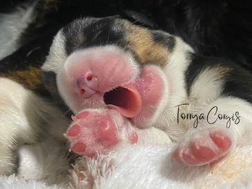 Newborn Cardigan Welsh Corgi puppies – pink paws close-up