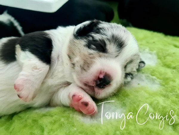Blue Merle Cardigan Welsh Corgi puppy looking for a loving home, for sale in Brisbane, Queensland.