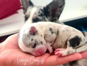 Newborn Blue Merle Cardigan Welsh Corgi puppy sleeping in Torrya Corgis breeder's hand.