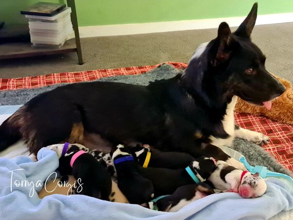 Adorable litter of Cardigan Welsh Corgi puppies wearing ID collars, showcasing their unique markings