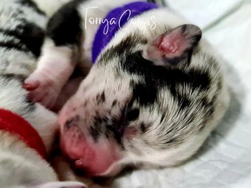 Sleeping Merle Welsh Corgi puppy from ANKC-registered breeder Torrya Corgis in Brisbane, Queensland