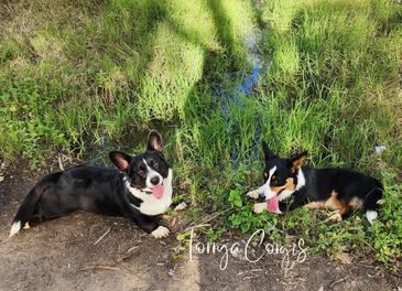 Cardigan Welsh Corgis relaxing on a Queensland property