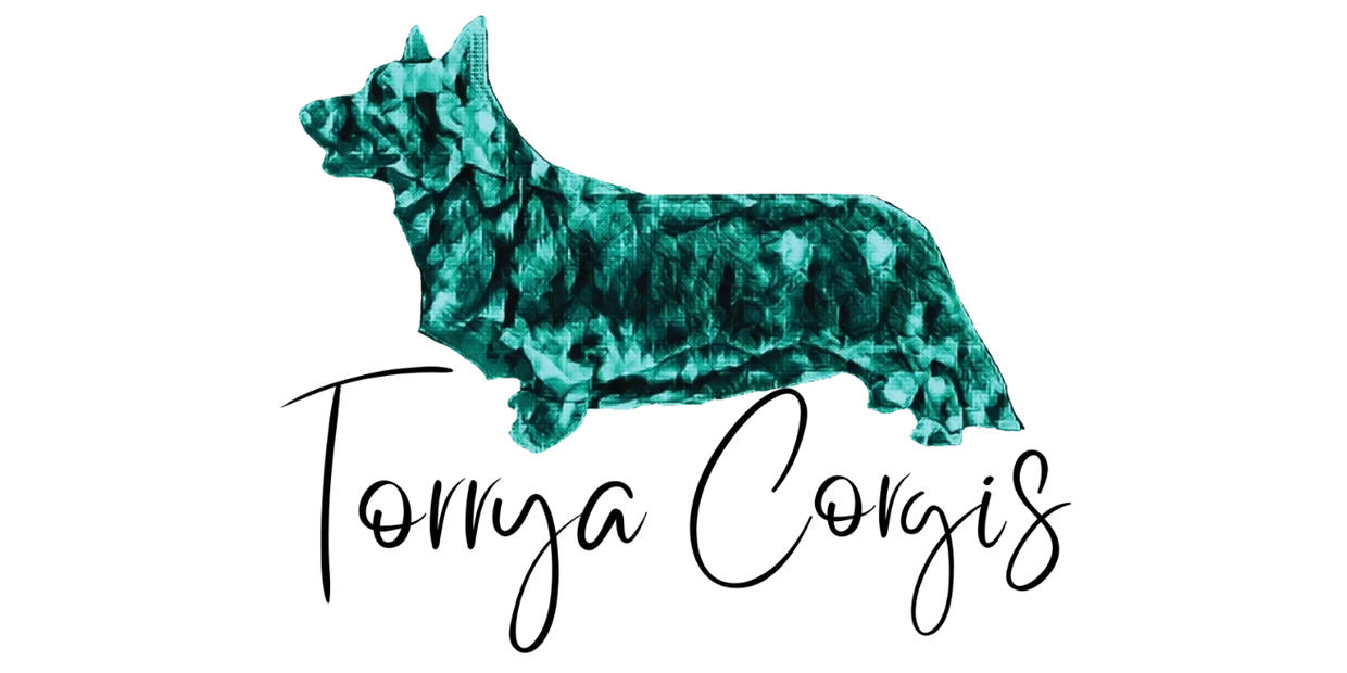 Torrya Corgi Logo on a white background with a picture of a Welsh Cardigan Corgi
