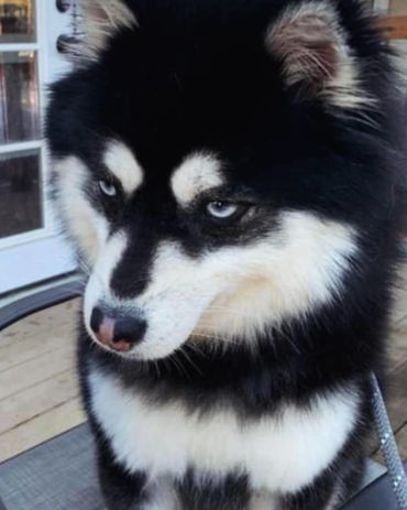 Momma Seldovia “Dovia”