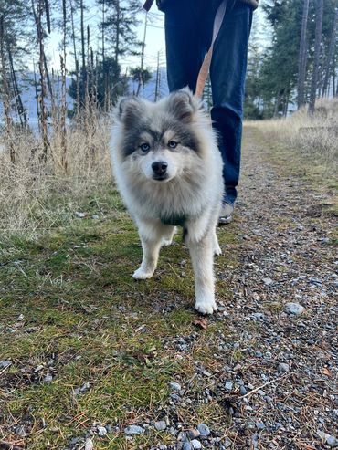 Our new silver stud Takoda from Ontario Pomskies
He’s DupDup EE Dd Bb and clear panel extreme wooly