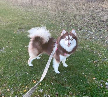 Chocolate 🍫 fiercely blue eyed Klondike girl