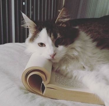 Garrett Gillin pet cat