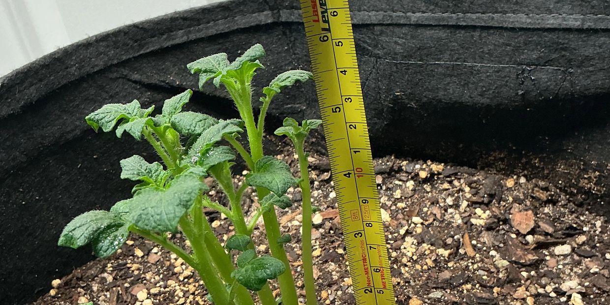 Young green plant shoots growing in soil with a measuring tape showing height.