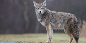 Coyote standing near a field looking off-camera